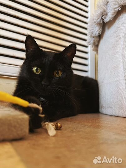 Баффи ищет дом