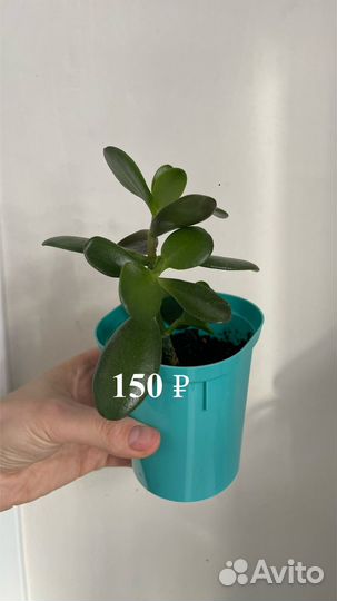 Красула/Толстянка