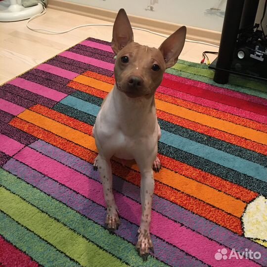 Уход за животными