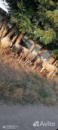 Овцы ягнята