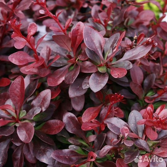 Каприфоль лианы цветы множество садовых кустарник