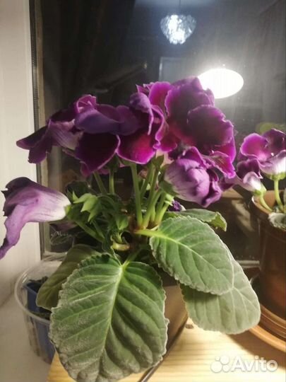 Глоксиния цветущая