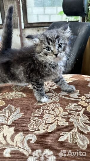 Сибирские котята