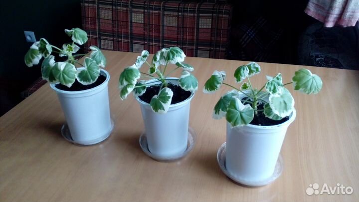 Герань пестролистная