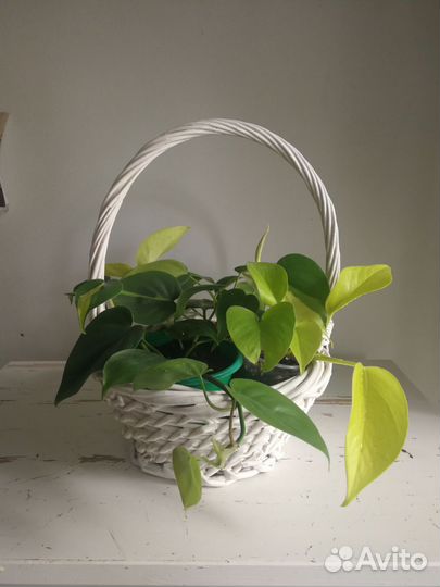 Филодендрон сканденс Бразил, Сциндапсус неон