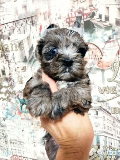 Голубоглазая девочка бивер Йорк