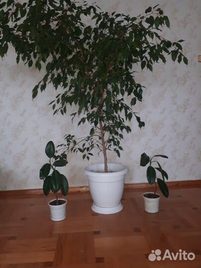 Фикус Бенджамина