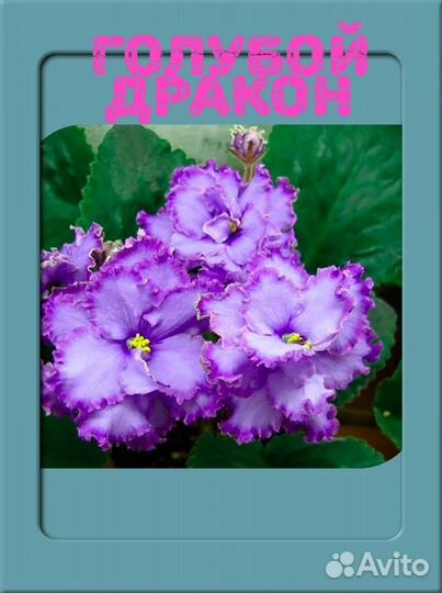 Сортовые фиалки