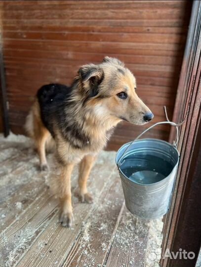 Красотка Милена очень хочет домой из приюта