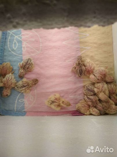 Перепела инкубационное яйцо (феникс, фараон)