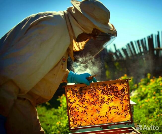 2024 Мёд натуральный с Алтая опт