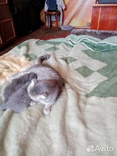 Котята шотландской вислоухой