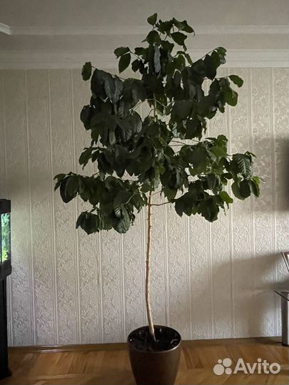 Кофейное дерево