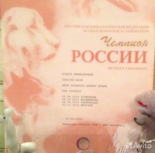 Вязка пуделя