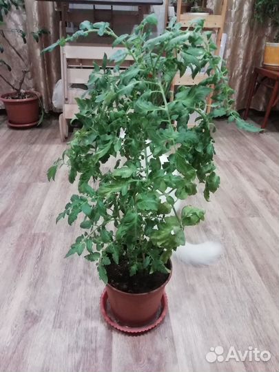 Помидоры растения