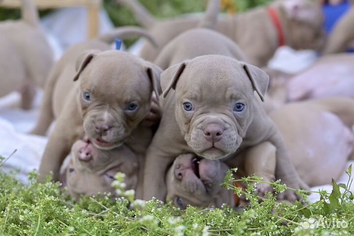 Американский булли