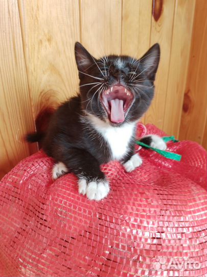 Котята