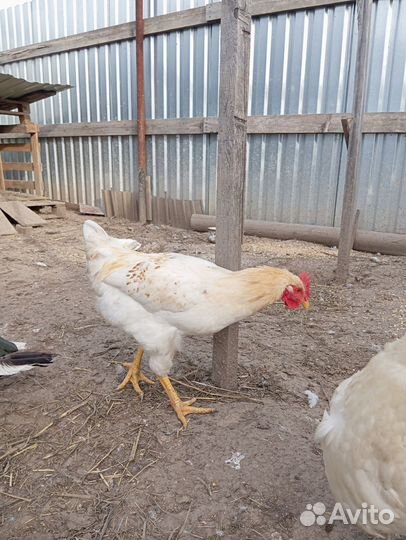 Петух ломан браун