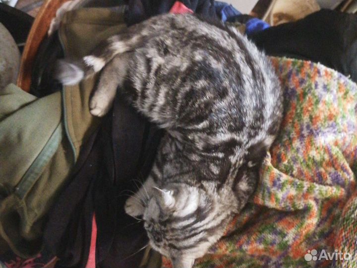 Котенок шотландский вислоухий