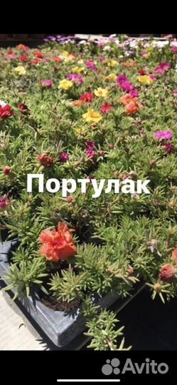 Портулак рассада