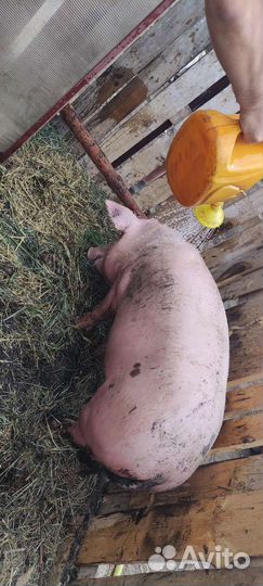 Хряк на племя