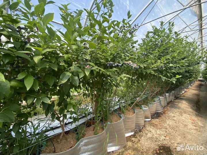 Голубика Сорт Торро