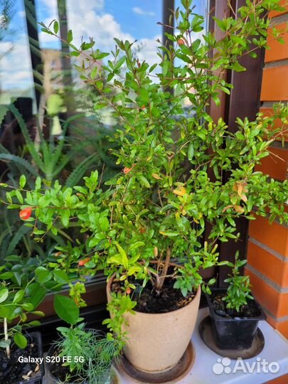 Саженцы комнатного граната