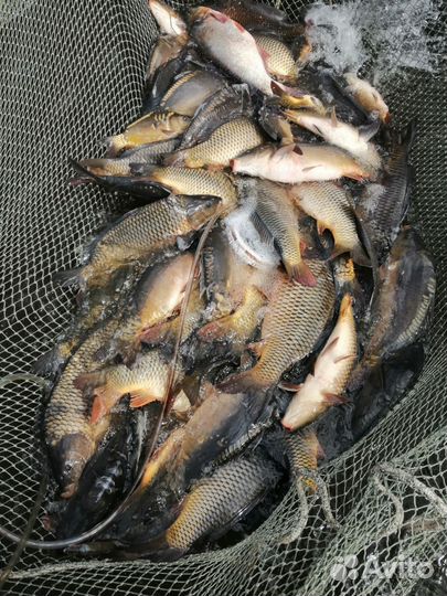 Карп. Живая рыба