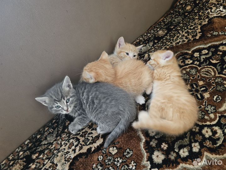 Котята в добрые руки