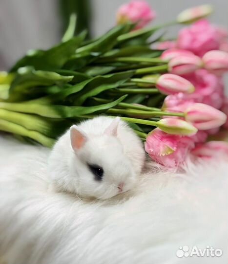 Мини кролики царские