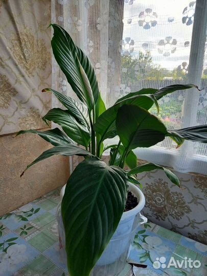 Спатифиллум