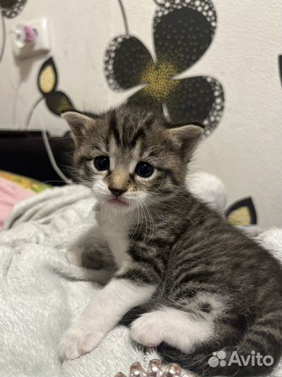 Кошечка в добрые руки