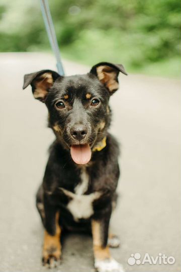 Маленькая собака