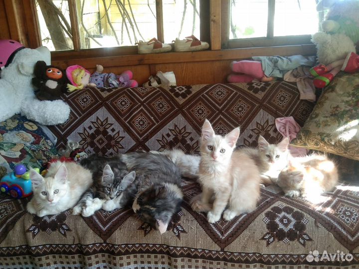 Мейн-кун вязка