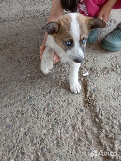 Собаки 1.5 месяца. Мама хаски