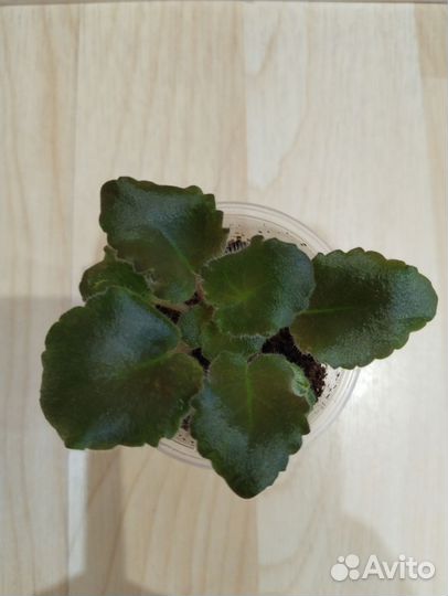 Фиалку сортовую продам