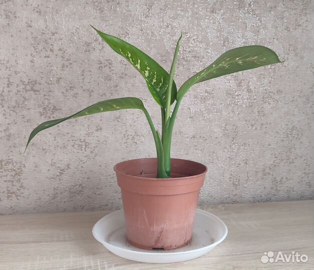 Диффенбахия