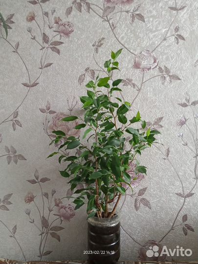 Фикусы