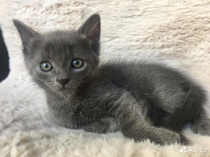 Дымчатый котенок