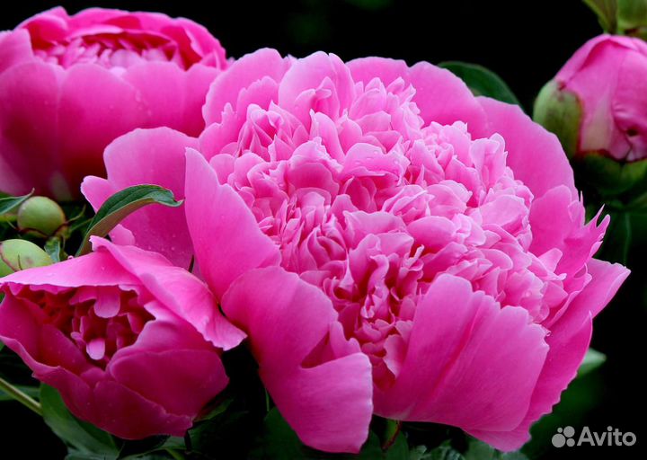 Пионы (корни) в наличии