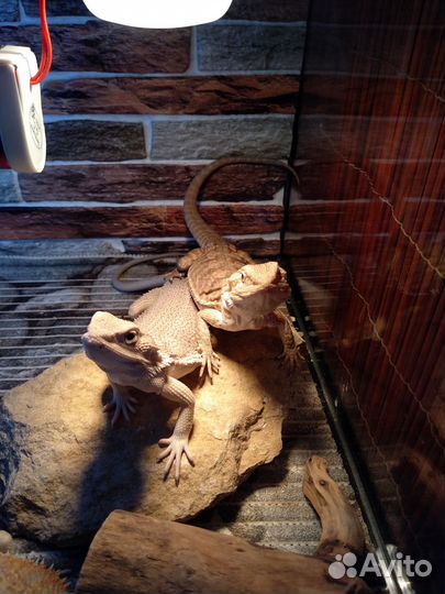 Передержка экзотических животных и грызунов