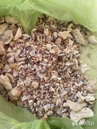 Аквариум с ракушками