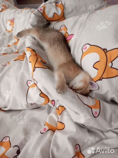 Котенок золотая шиншилла