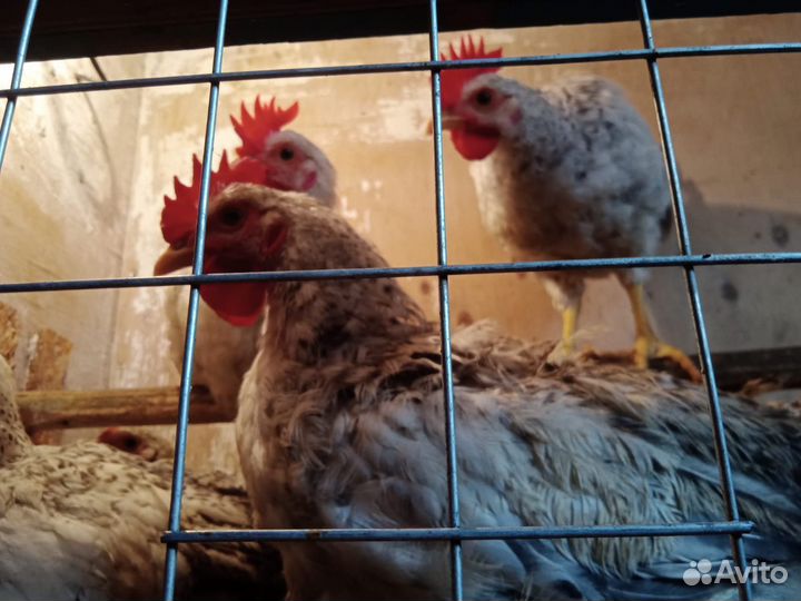 Молодые петухи,взрослые петухи