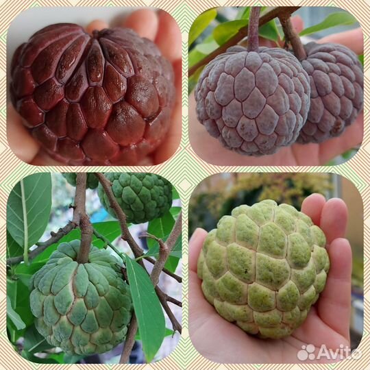 Экзотические плодовые растения Аннона