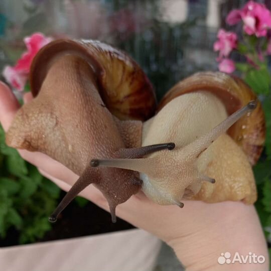 Улитки Ахатины, Архахатины + товары для них