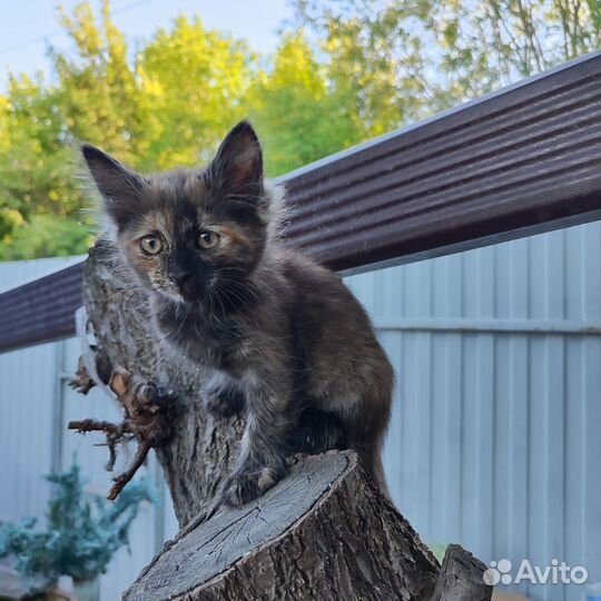 Очаровательная кошечка ищет дом