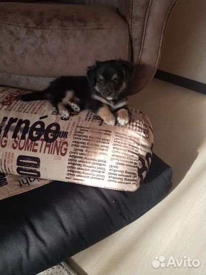 Щенок мальчик