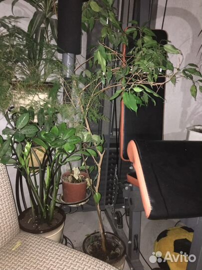 Фикус бенджамина