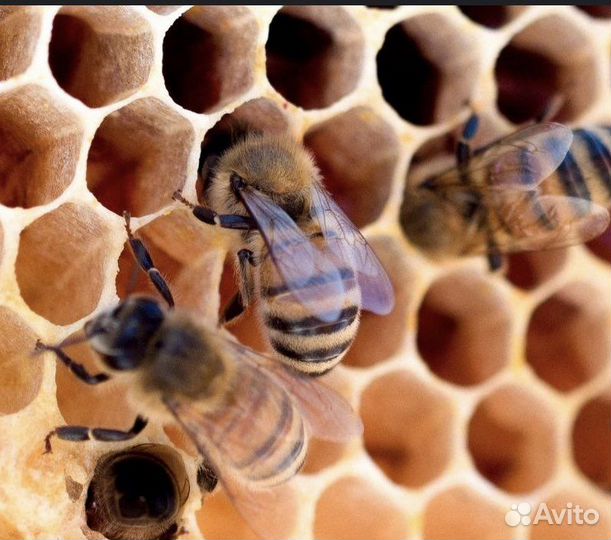 Пчелосемьи